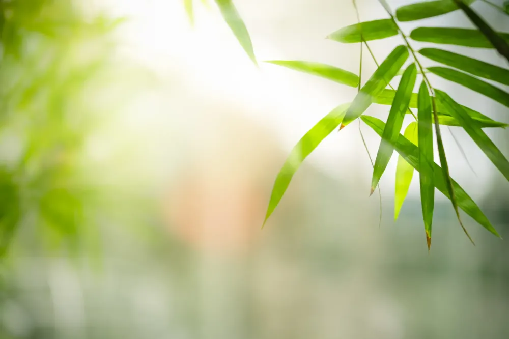 hypnose et phytothérapie à Metz